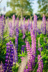 Lupinus, lupin, lupine field with pink purple and blue flowers. Bunch of lupines summer background