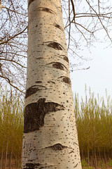 Fototapeta premium scar on the trunk of Populus tomentosa