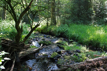 bachlauf im wald 2