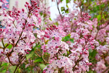 Lilac flowers