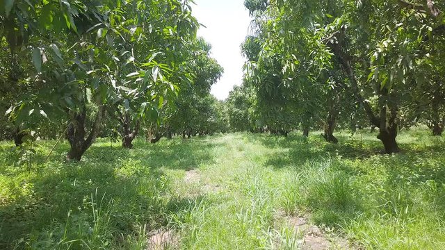 Mango Garden Mango orchards in Thailand