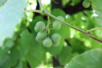 Closeup view of the green vine grapes