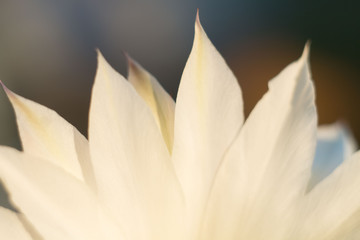 delicate pastel cactus flower. Echinopsis