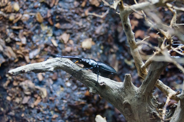Profile of stag beetle sitting on a branch