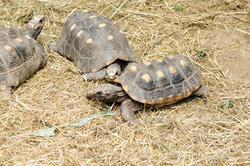 Obraz premium Three tortoises inside their natural enclosure