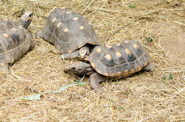 Three tortoises inside their natural enclosure