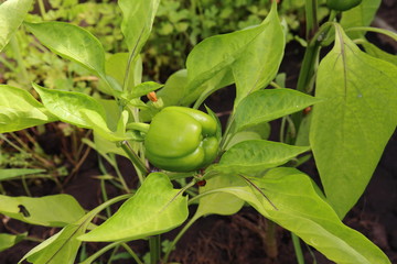 Closeup view of green pepper in the organic pepper plant.