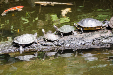 Fototapeta premium Turtles on a log with koi carp swimming in the water