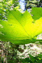 Bottom of a Devil's Club leaf in the sun