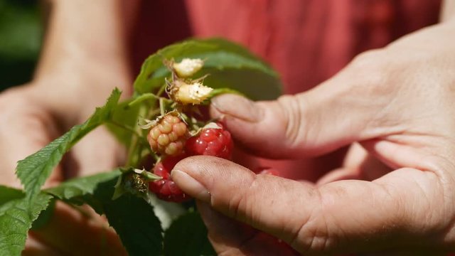 the hands of a farmer picking raspberries on his organic farm