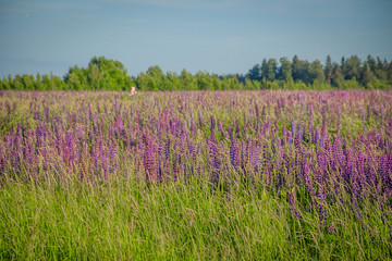 Fototapeta na wymiar Lupinus, lupin, lupine field with pink purple and blue flowers. Bunch of lupines summer background
