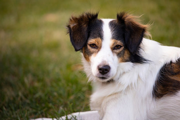 Border Collie