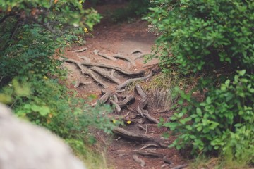 Large tree roots stick out from the Earth