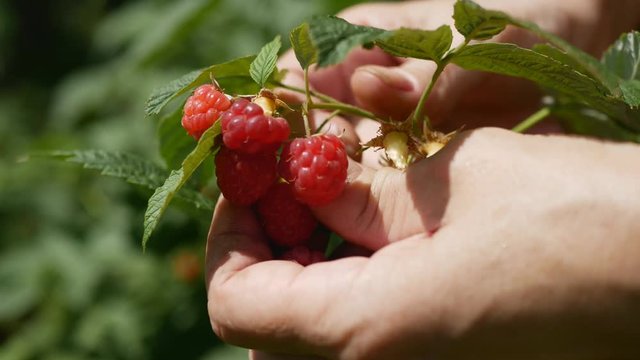 the hands of a farmer picking raspberries on his organic farm
