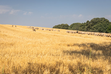 Fototapeta na wymiar Wheat farm and field of sheeps