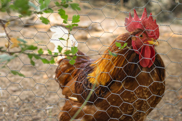 Rooster and chickens in an ecological farm