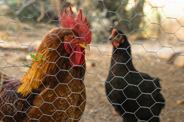 Rooster and chickens in an ecological farm