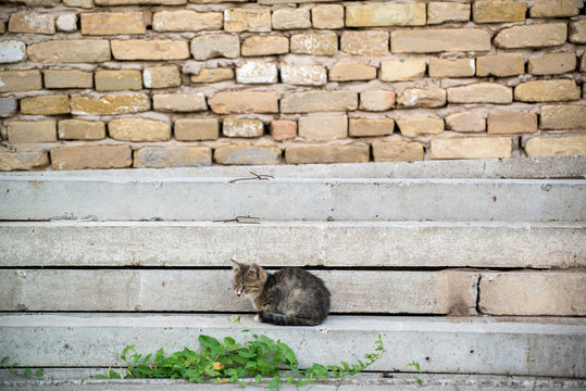 Gray and black kittens play on a good day