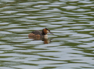 close up great crested grebe, Podiceps cristatus swimming on clear green lake, copy space.