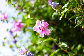 Closeup view of a nature green leaf with purple flowers Hibiscus syriacus against a blue sky. Natural green plant landscape, using as a background or wallpaper concept.