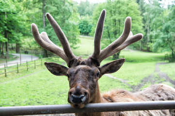 Keep the beauty alive. Reindeer caribou. Reindeer or deer on natural landscape. Reindeer species with antlers. Reindeer in summer