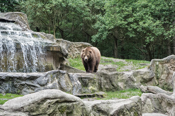 One of the largest land predators. Wild bear species. Brown bear on natural landscape. Bear or Ursus arctos, predatory mammal. Wild animal of the bear family