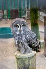 Save a bird, save yourself. Cute owl bird with large eyes and hawk beak. Owl bird perched in zoo cage. Prey bird of typical owl family with grey cryptic plumage