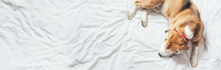 Beagle dog sleeps on the clear white bed