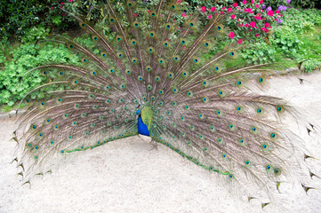 Obraz premium Trying to attract peahen. Peacock bird showing its feathers. Beautiful peafowl bird on summer day. Male peacock bird displaying his tail feathers. Peacock bird performing courtship ritual