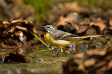 Bird on the background of a mountain stream. Grey wagtail (Motacilla cinerea). Bieszczady. Poland