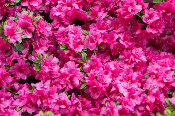 Fototapeta premium Bloom and beauty. Pink bloom on sunny day. Flower bloom in blossoming time. Summer bloom on natural background