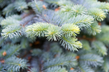 Symbolizing immortality and eternal life. Spruce or conifer plant. Spruce fir or needles on blurred natural background. Branches of pine spruce. Coniferous evergreen spruce tree