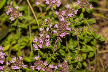 Obraz premium Close up of pink flower : aster with pink petals and yellow heart for background or texture
