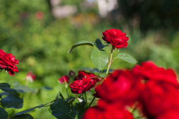 Obraz premium Rose flower photo. Beautiful spring or summer bloomingrose plant. Flower blossom bright image. Rose bush bloom.Selective focus, blurred background