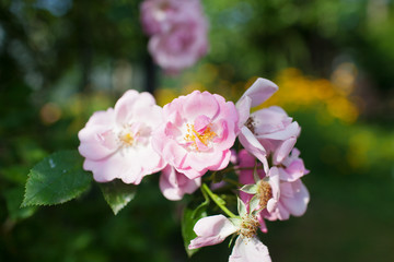 Fototapeta na wymiar Rose flower photo. Beautiful spring or summer bloomingrose plant. Flower blossom bright image. Rose bush bloom.Selective focus, blurred background