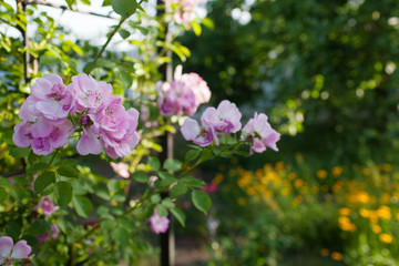 Obraz na płótnie Canvas Rose flower photo. Beautiful spring or summer bloomingrose plant. Flower blossom bright image. Rose bush bloom.Selective focus, blurred background