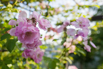 Naklejka na ściany i meble Rose flower photo. Beautiful spring or summer bloomingrose plant. Flower blossom bright image. Rose bush bloom.Selective focus, blurred background