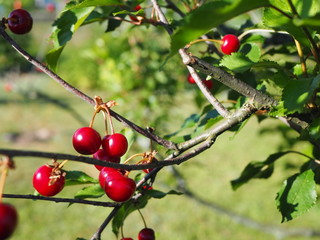 Obraz premium Red cherries on a tree