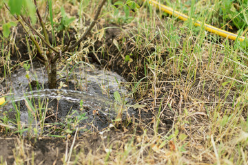 watering a small tree from a hose. a farmer grows a garden.