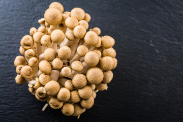 Buna Shimeji - edible mushroom from East Asia