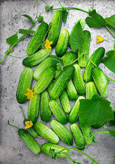 Overhead view of fresh picked cucumbers