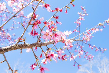 cherry tree