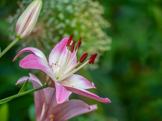 Liky in garden in spring