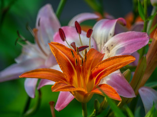 Liky in garden in spring