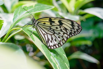 Macro detail of beautiful black and white butterfly perched on leaf of tropical plant