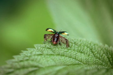 Beetle takes off close-up. The beetle with open wings is ready to fly. Chrysolina fastuosa on a green background on a leaf, macro. Textured wings. Beautiful green beetle in flight