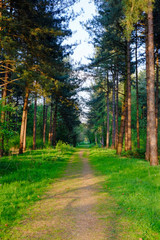Obraz premium Sandy path through a pine forest with green grass on a sunny spring day, Rijkevorsel, Belgium