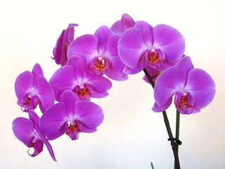 Obraz na płótnie Canvas orchidée