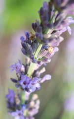 Close up lavendar