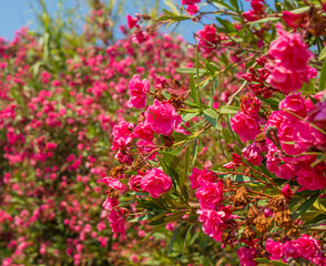  amazing red flowers of oleander against a clean blue sky in Ayia Napa Cyprus